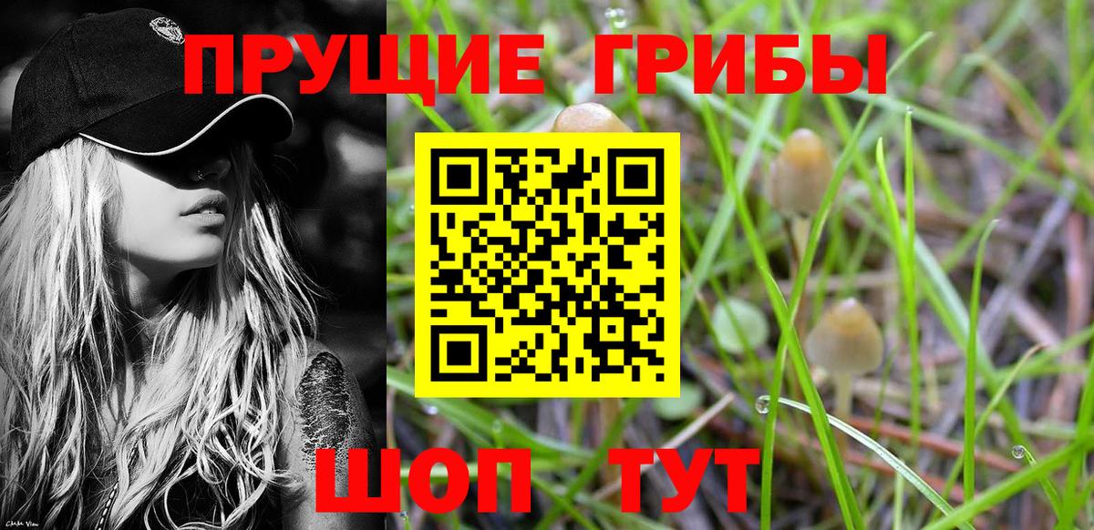 Псилоцибиновые грибы мицелий  Вход с VPN  Гудермес 